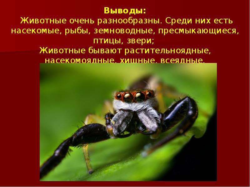 Очень разнообразны. Всеядные насекомые. Насекомые хищники или растительноядные. Земноводные растительноядные. Растениеядное животное питается насекомыми ?.