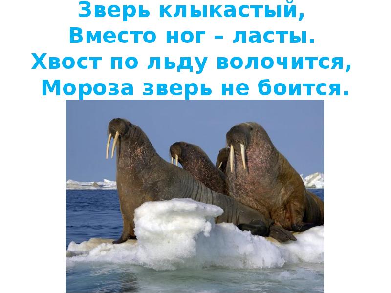 Полярные животные