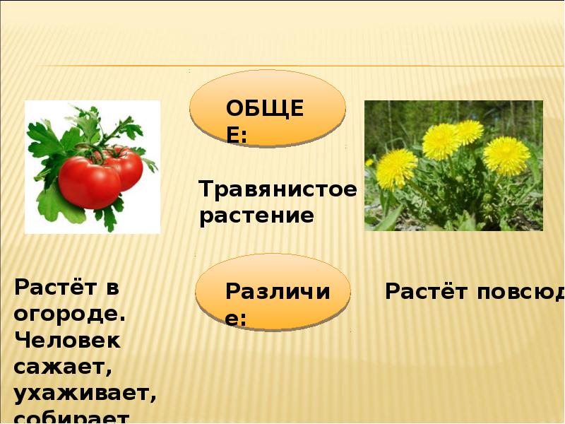 Дикорастущие растения и культурные растения презентация