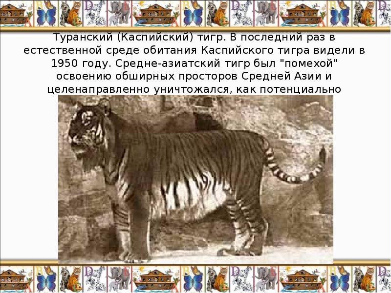 Туранский (Каспийский) тигр. В последний раз в естественной среде обитания Каспийского