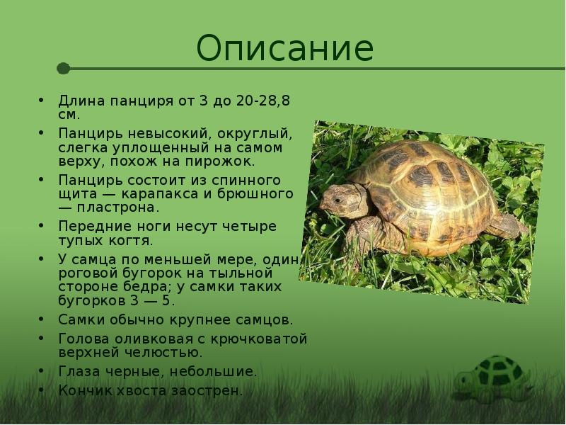 Черепаха сухопутная презентация