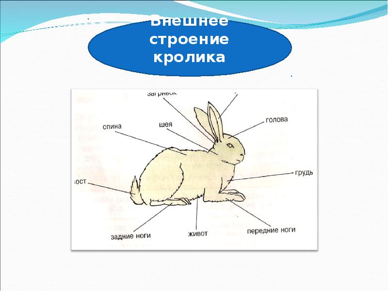 Рисунок зайца презентация