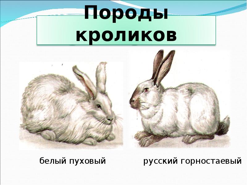 На рисунке изображены горностаевые кролики