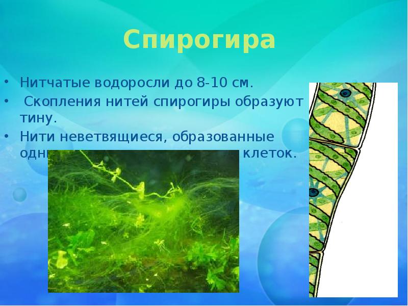 В результате чего образуются водоросли. Зеленые водоросли спирогира. Спирогира зеленая нитчатая водоросль. Спирогира красная водоросль.