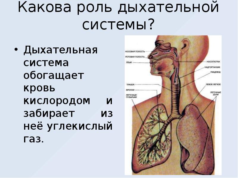 Презентация по биологии дыхательная система человека