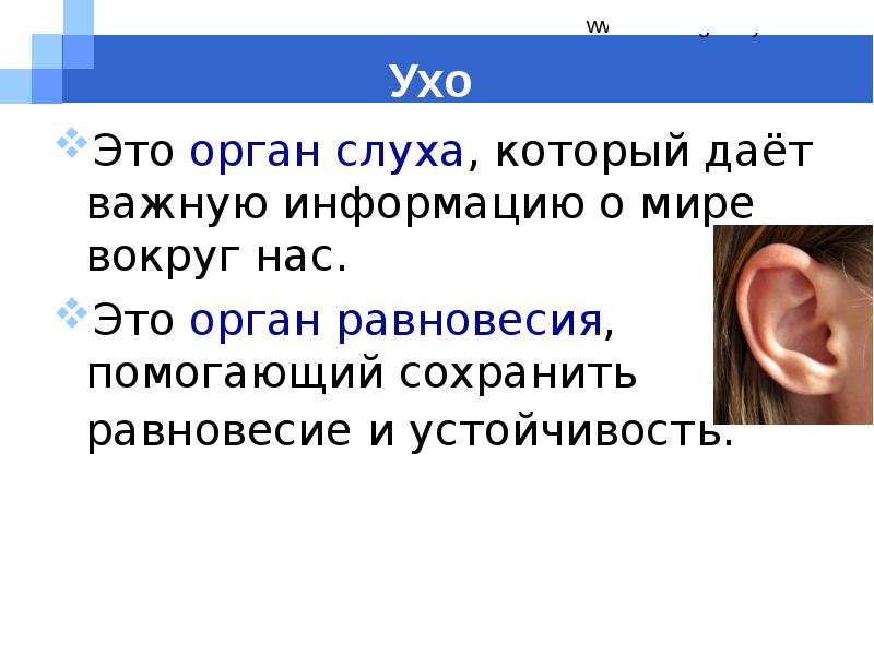 Ухо росло. Уши орган слуха. Органы чувств слух.