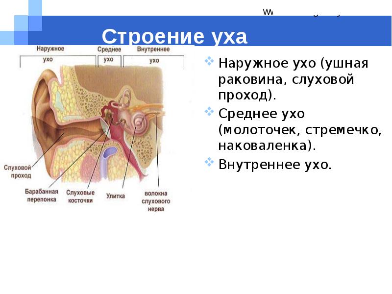 Внутренний слуховой проход среднее ухо