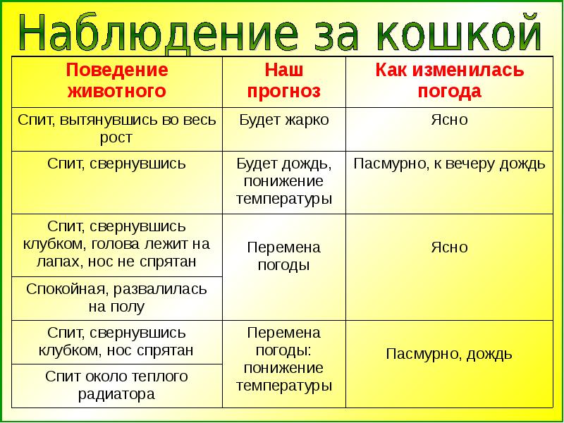 Живые синоптики проект 7 класс биология