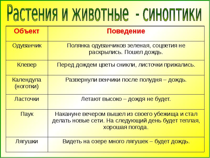 Животные синоптики проект