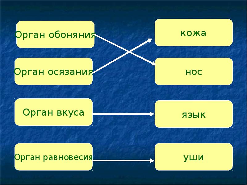 Презентация органы обоняния осязания равновесия вкуса