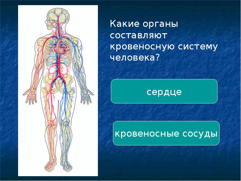 Презентация на тему кровеносная система