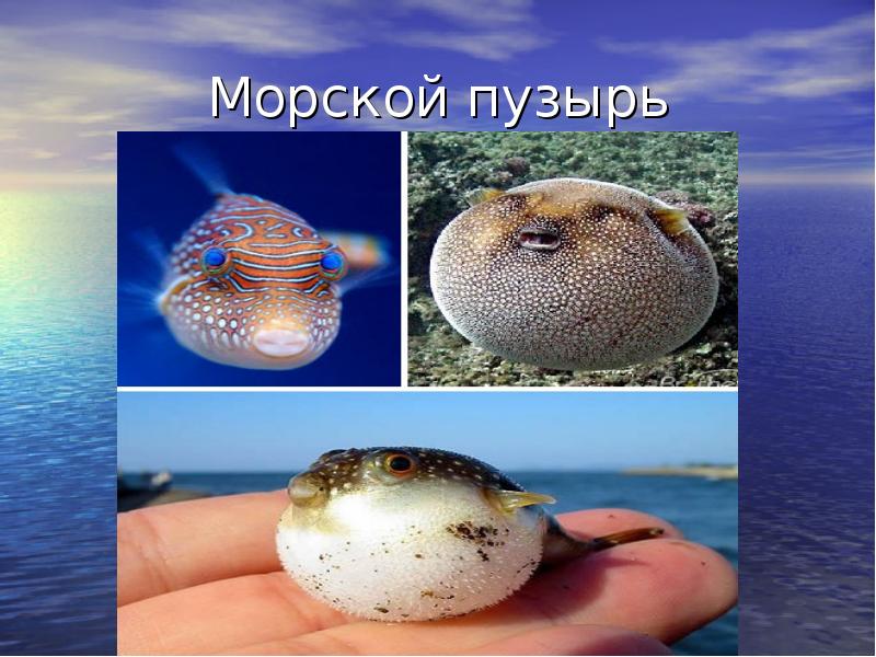 Определить морской. Морской пузырь. Рыба морской пузырь. Морской пузырь описание. Морской пузырь интересные факты.