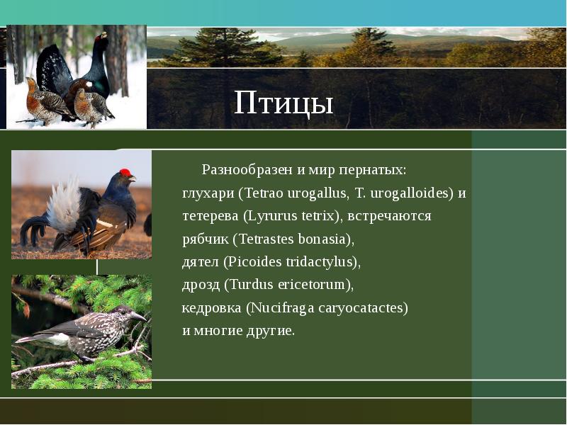 Птицы    Разнообразен и мир пернатых: глухари (Tetrao urogallus,