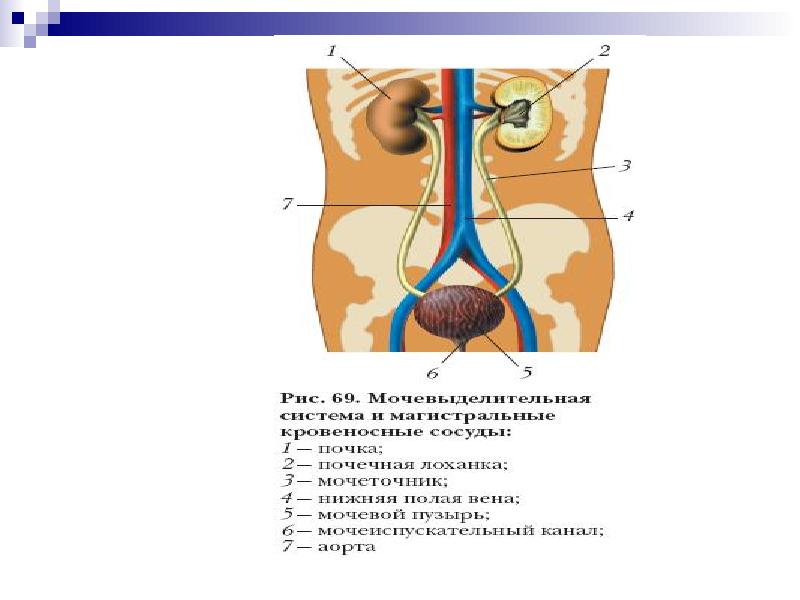 Мочевыделительная система и магистральные кровеносные сосуды рисунок