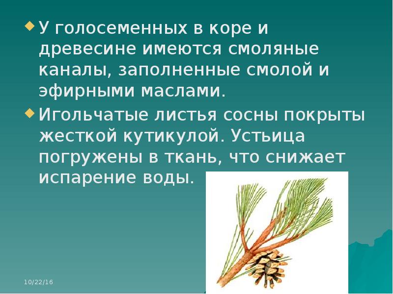 Голосеменные растения 7 класс биология презентация