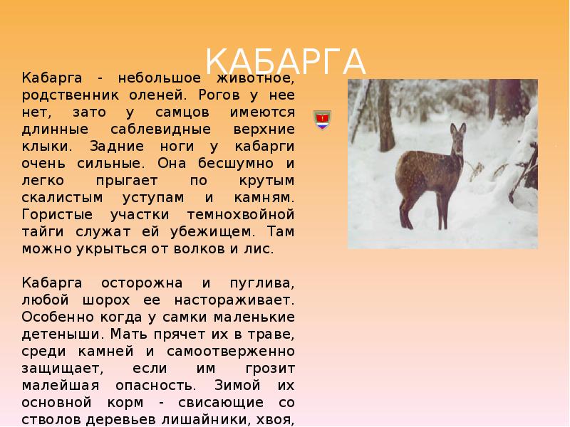 Животное тайги сообщение 4 класс. Животные красной книги кабарга. Животные красной книги Сибири. Кабарга животное описание. Кабарга краткое описание.