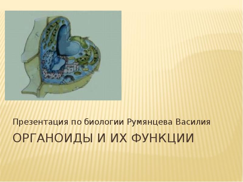 Биологическая роль органоидов. Строение и функции органоидов наличие нуклеиновых кислот. Строение клетки структура строение функции таблица. Эндоплазматический ретикулум строение и функции таблица. Биологическая роль органоидов.