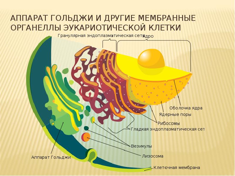 Аппарат гольджи презентация