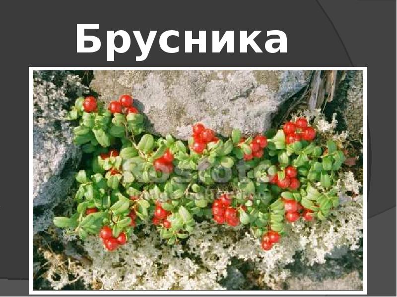 Растительный мир 4 класс. Морошка, клюква, брусника, водяника. Морошка арктических пустынь. Арктические пустыни кморошкаэ. Растительный мир тундры Морошка.