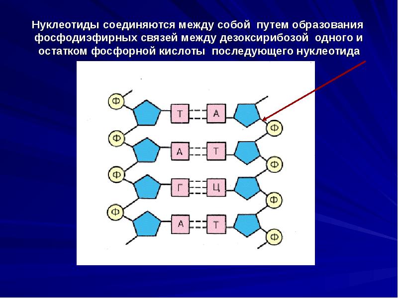 Схема соединения нескольких нуклеотидов в цепь первичная структура