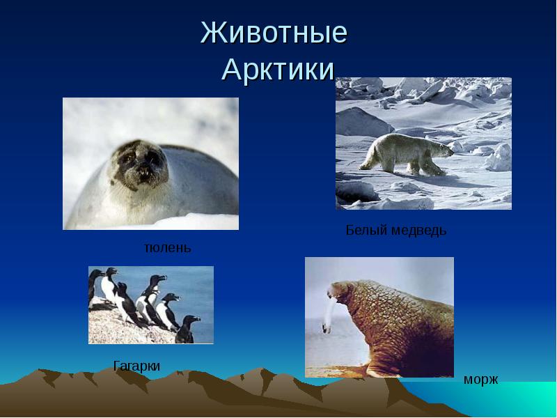 Животные  Арктики