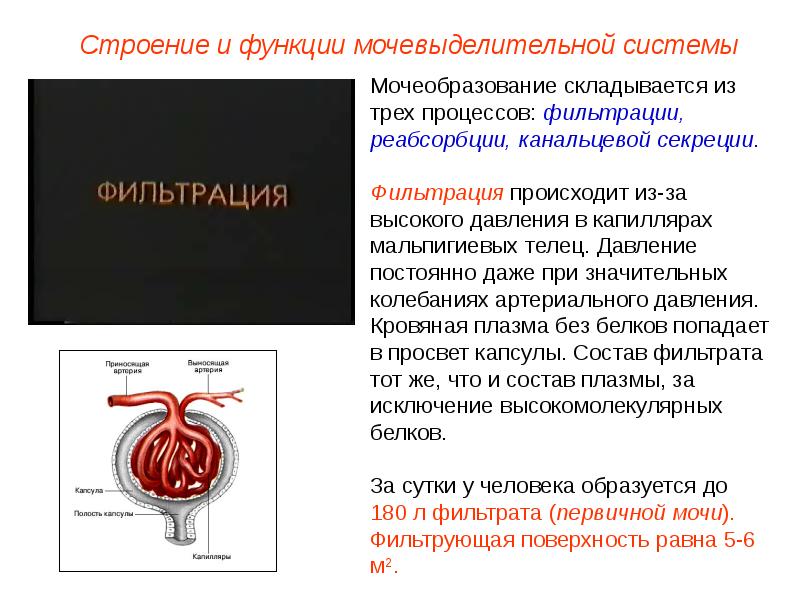 Заболевания органов мочевыделения презентация 8 класс пасечник