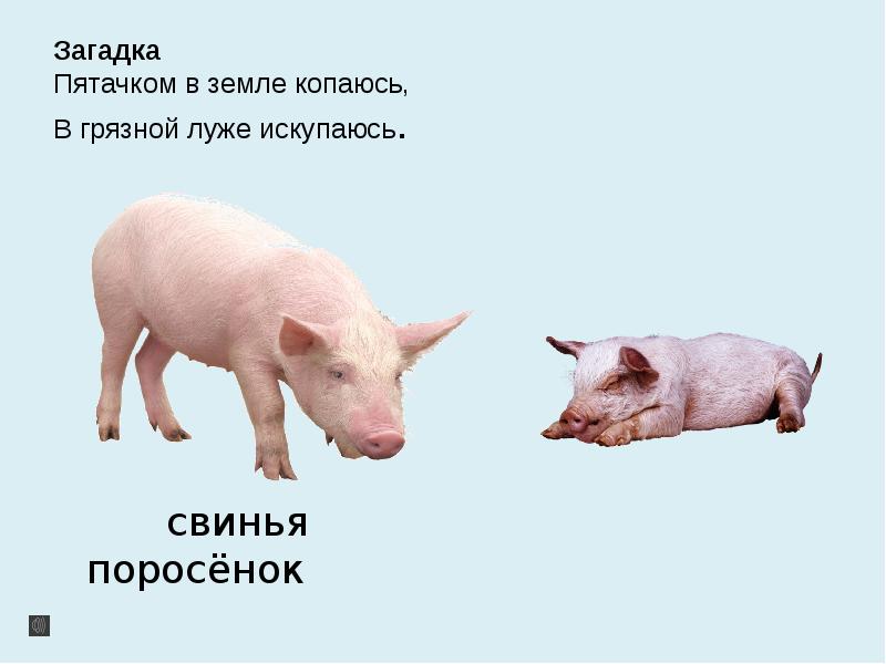 метать бисер перед. загадка про поросенка. сообщение о свинье. смешные цитаты про свиней.