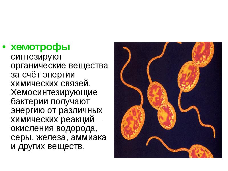 Фото и хемотрофы примеры