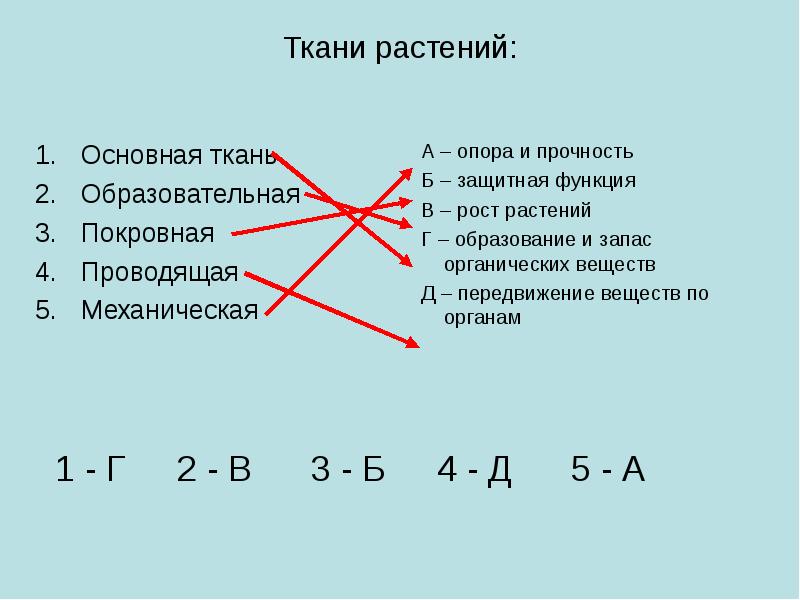 Установите соответствие между тканями. Установите соответствие между тканью растений и ее функцией. Соответствие между тканью растений и ее функцией. Соответствие типа ткани и её функции. Найдите соответствие между тканью растения и ее функцией.