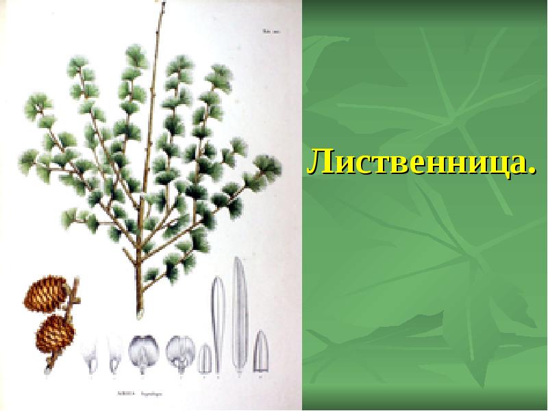 Лиственница. Лиственница.
