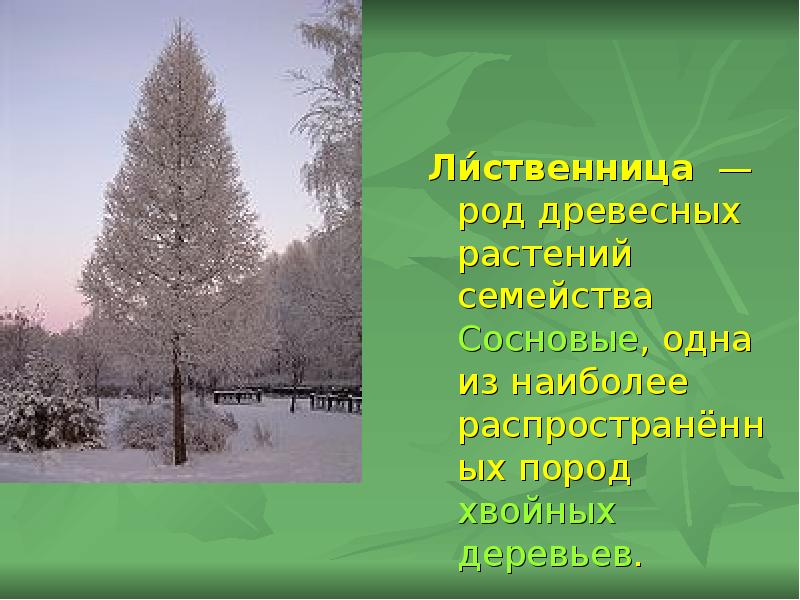 Ли́ственница — род древесных растений семейства Сосновые, одна из наиболее распространённых Ли́ственница — род древесных растений семейства Сосновые, одна из наиболее распространённых