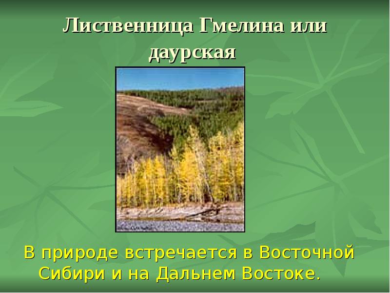 Лиственница Гмелина или даурская
В природе встречается в Восточной Сибири Лиственница Гмелина или даурская
В природе встречается в Восточной Сибири