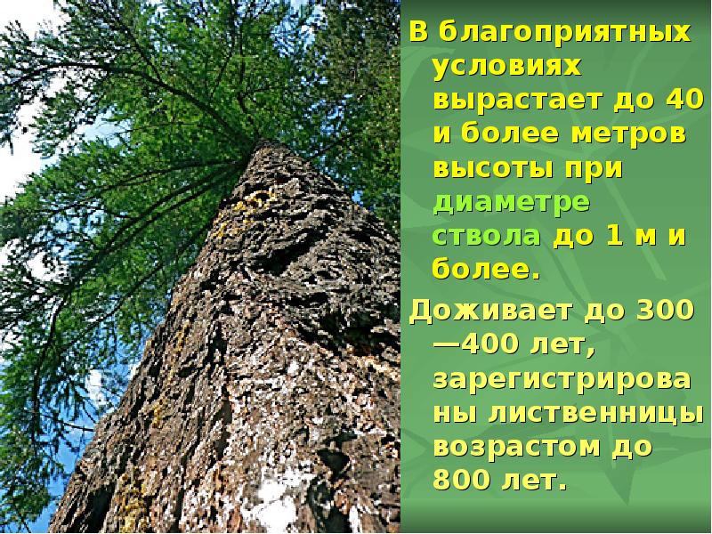 В благоприятных условиях вырастает до 40 и более метров высоты при В благоприятных условиях вырастает до 40 и более метров высоты при