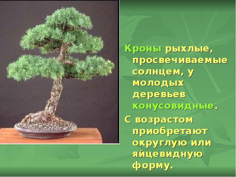 Кроны рыхлые, просвечиваемые солнцем, у молодых деревьев конусовидные.
Кроны рыхлые, Кроны рыхлые, просвечиваемые солнцем, у молодых деревьев конусовидные.
Кроны рыхлые,