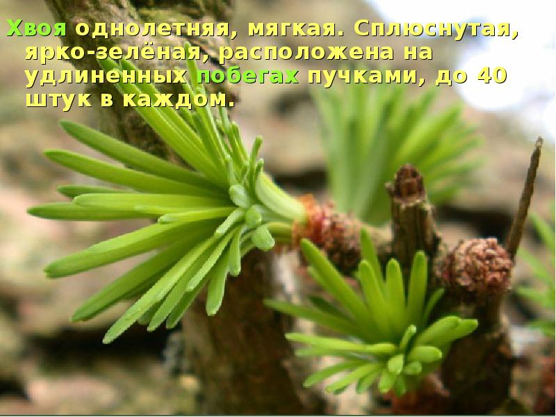 Хвоя однолетняя, мягкая. Сплюснутая, ярко-зелёная, расположена на удлиненных побегах пучками, до Хвоя однолетняя, мягкая. Сплюснутая, ярко-зелёная, расположена на удлиненных побегах пучками, до