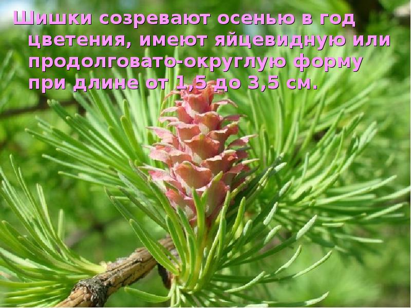 Шишки созревают осенью в год цветения, имеют яйцевидную или продолговато-округлую форму Шишки созревают осенью в год цветения, имеют яйцевидную или продолговато-округлую форму