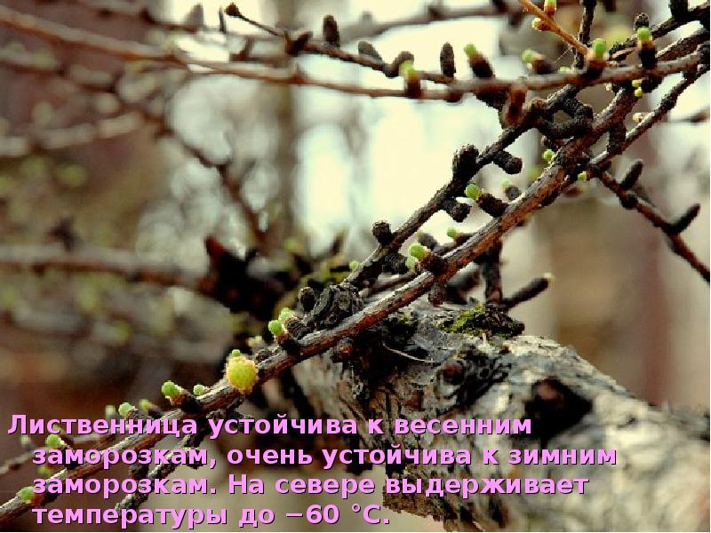Лиственница устойчива к весенним заморозкам, очень устойчива к зимним заморозкам. На Лиственница устойчива к весенним заморозкам, очень устойчива к зимним заморозкам. На