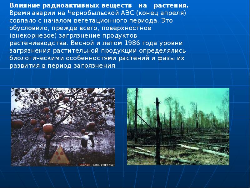 Влияние природы веществ. Радиоактивные вещества воздействие на природу. Влияние радиоактивного загрязнения на растения. Воздействует радиоактивных веществ на природе. Воздействие радиации на природу.