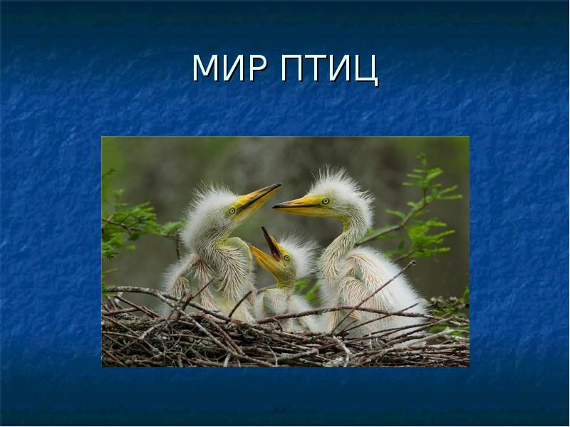 Презентация мир птиц