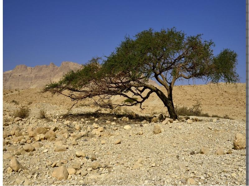 Редколесья 5. Сухое Редколесье. Деревья субэкваториального климата Сокотра. Эфиопия ксерофитные редколесья. Шесхарисское можжевёловое Редколесье.