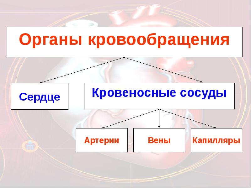 Органы кровообращения строение и работа сердца 8 класс презентация