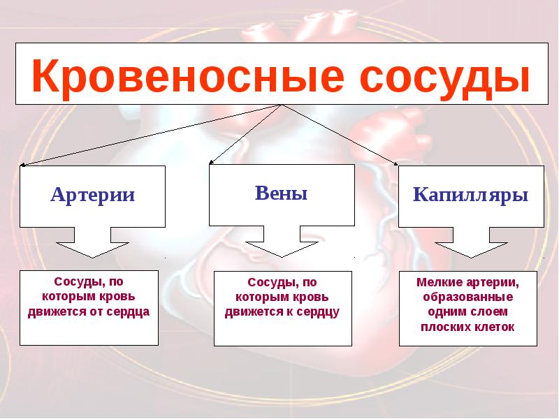 Презентация кровеносная система 8 класс биология