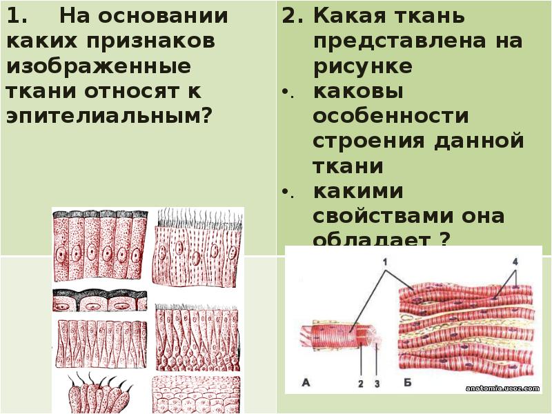 На рисунке изображена ткань