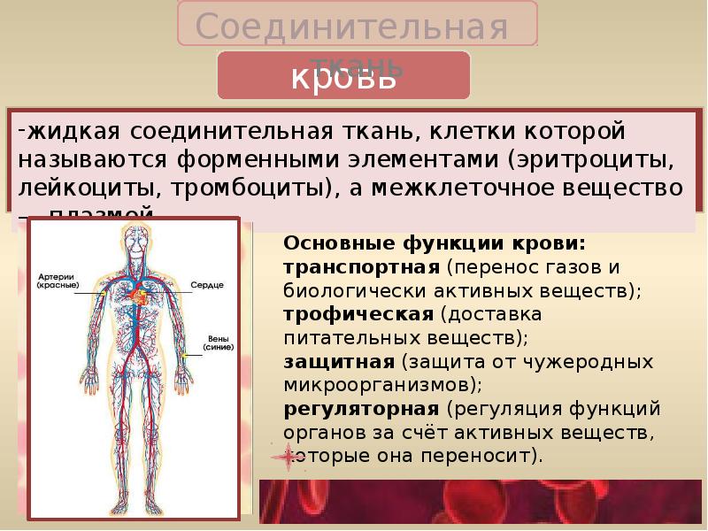 Ткани и их свойства презентация