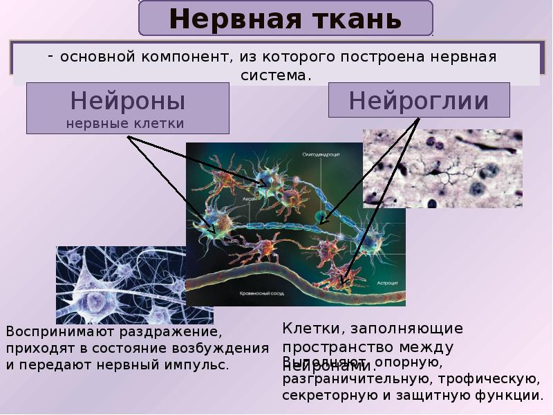 Ткани и их свойства презентация