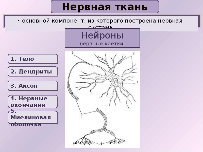 План строения нервной ткани