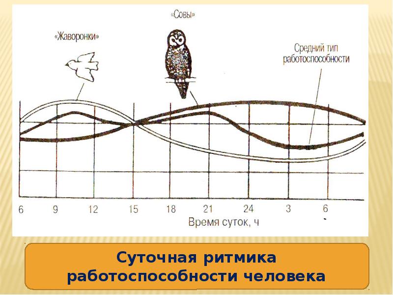 Презентация биоритмы жизни