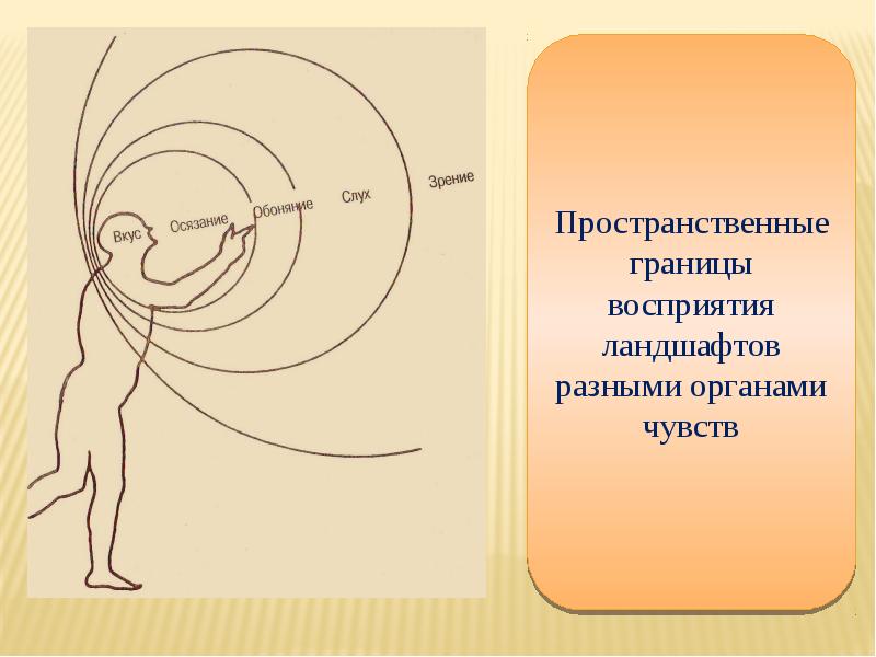 Типы биоритмов схема