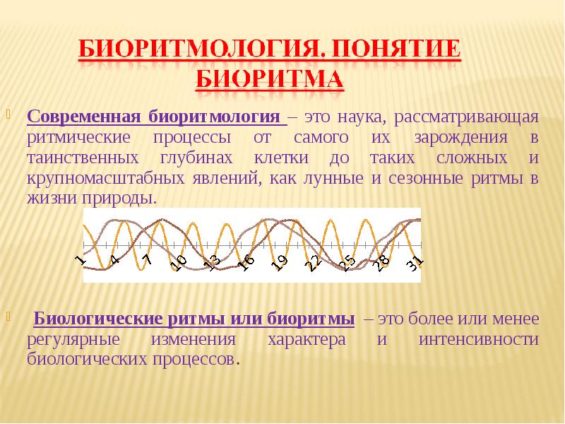 Биоритмы презентация 10 класс