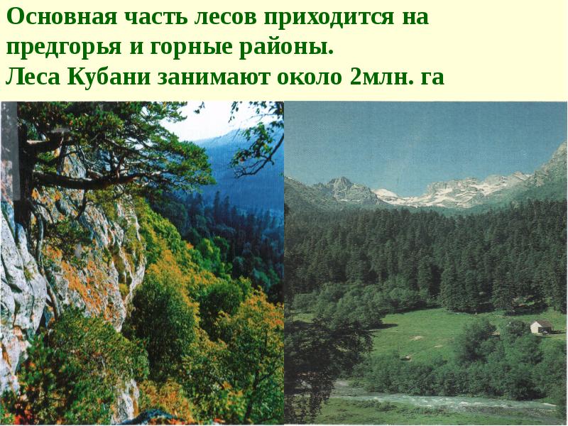 Основная часть лесов приходится на предгорья и горные районы. Леса Кубани